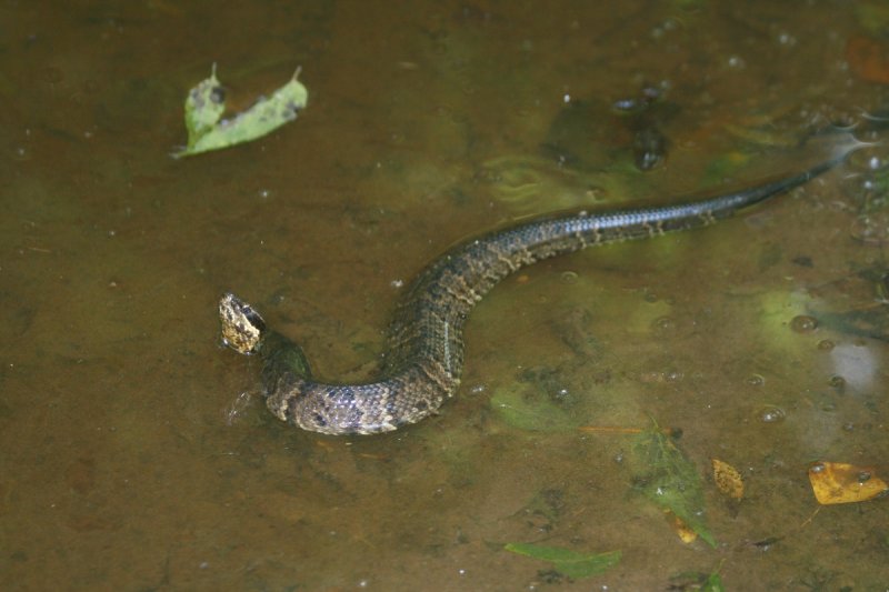 Cottonmouth