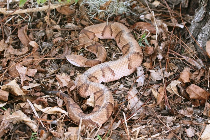 Copperhead