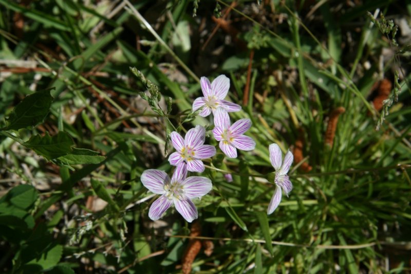 Spring Beauty (Claytonia virginica)