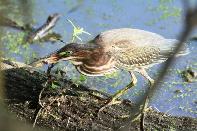 Green Heron with Dragonfly