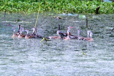 Young Whistling Ducks