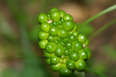 Green Dragon Seeds (Arisaema dracontinum)