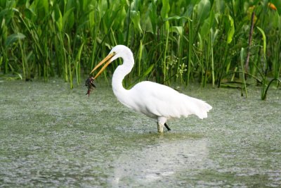 Great Egret with Crayfish