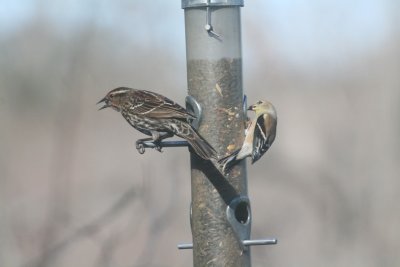 Female Blackbird and Goldfinch