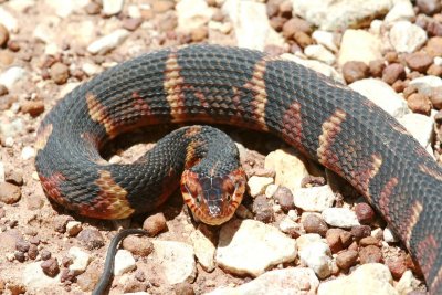 Broad Banded Water Snake 0078