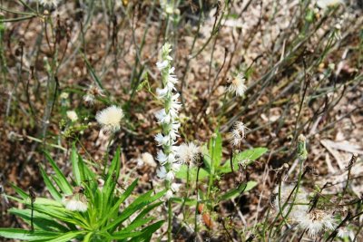 Spring Ladies Tresses (Spiranthes vernalis)