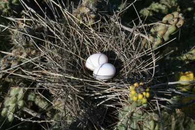 Bird Nest in Cactus
