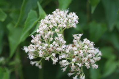 Climbing Hempweed (Miakania scandens)