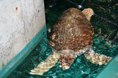 Loggerhead Turtle - 400 pounds