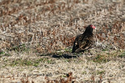 Turkey Vulture - Davis Estate