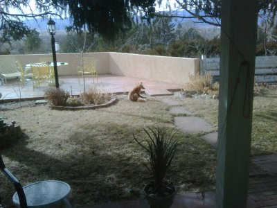Red Fox-Colorado-My Mom's Backyard