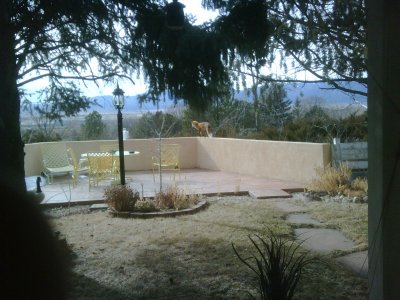 Red Fox-Colorado-My Moms Backyard