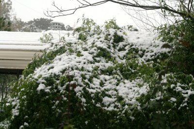 Snow in Fairchilds 12-2009