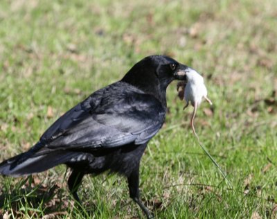 Crow and Mouse