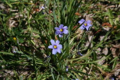 Blue-Eyed Grass,Narrow Leaved (Sisyrinchium agustifolium)
