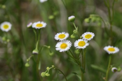 Philadelphia Fleabane (Chloracantha spinosa)