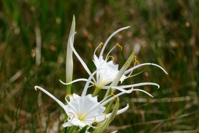 Spider Lilly (Hymenocallis liriosme)