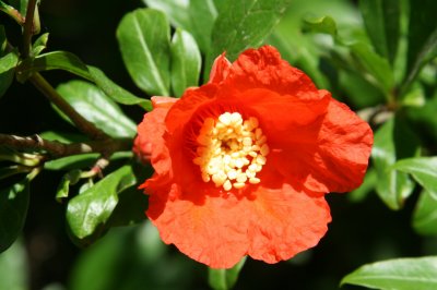 Pomergrante Flower