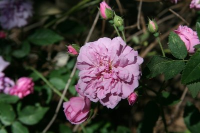 Antique Rose