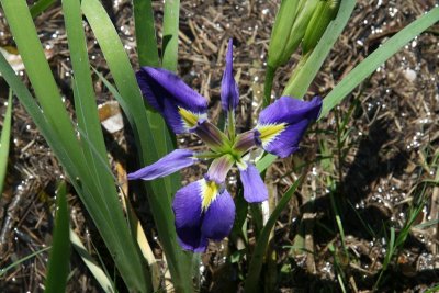 Southern Iris (Iris virgiinica)