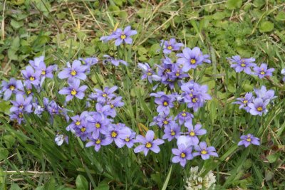 Blue Eyed Grass (Sisyrinchium angustifolium)