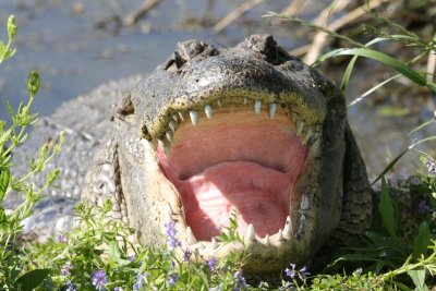 Mama Gator