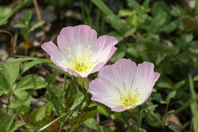 Showy Primrose (Oenothera speciosa)