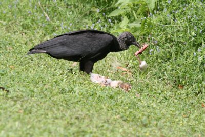 Black Vulture with Rabbit
