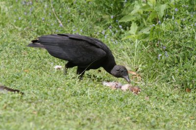 Black Vulture with Rabbit