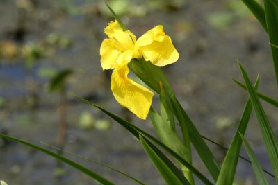 Yellow Iris (Yellow Flag)