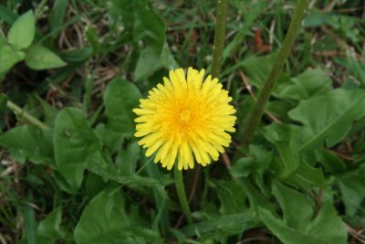 Common Dandilion (Taraxacum officinale)