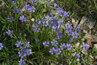 Blue Eyed Grass (Sisyrinchium agustifolium)