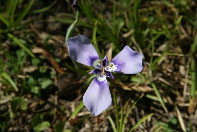 Herbertia (Herertia caerulea)