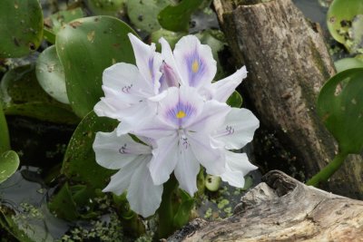 Water Hyacinth (Eichhornia crassipes)