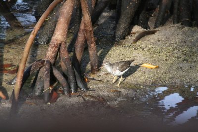Roatan, Honduras 04-08