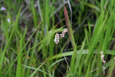 Swamp Smartweed (Polygonum hydropiperoides)