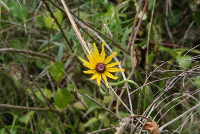 Black-Eyed Susan (Rudbeckia hirta)