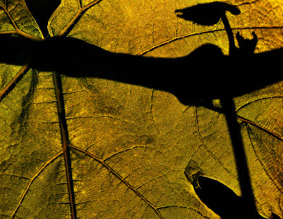 Leaf on Leaf #1