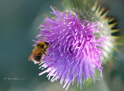 Purple Pollen Eater