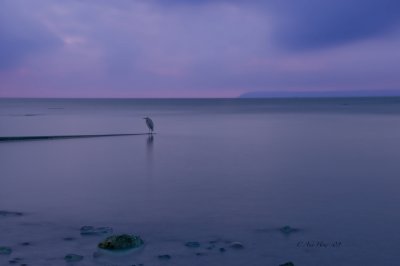 A Lonely Twilight