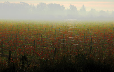 Morning fog, cranberries
