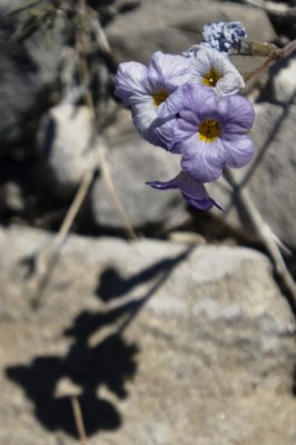 DSC_0096a