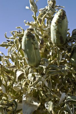 Joshua Tree Bloom