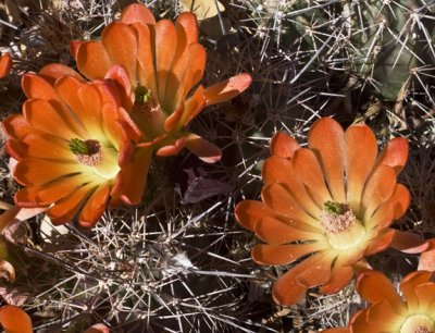 Cactus Bloom (Front Yard)