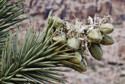 Joshua Tree