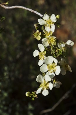 Garland