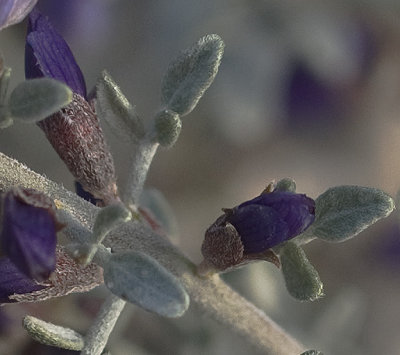 Buds