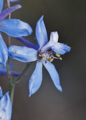 Flower 1