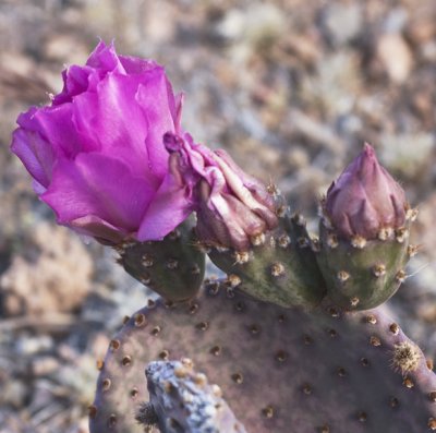 Flower 2