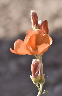 Flower 3
